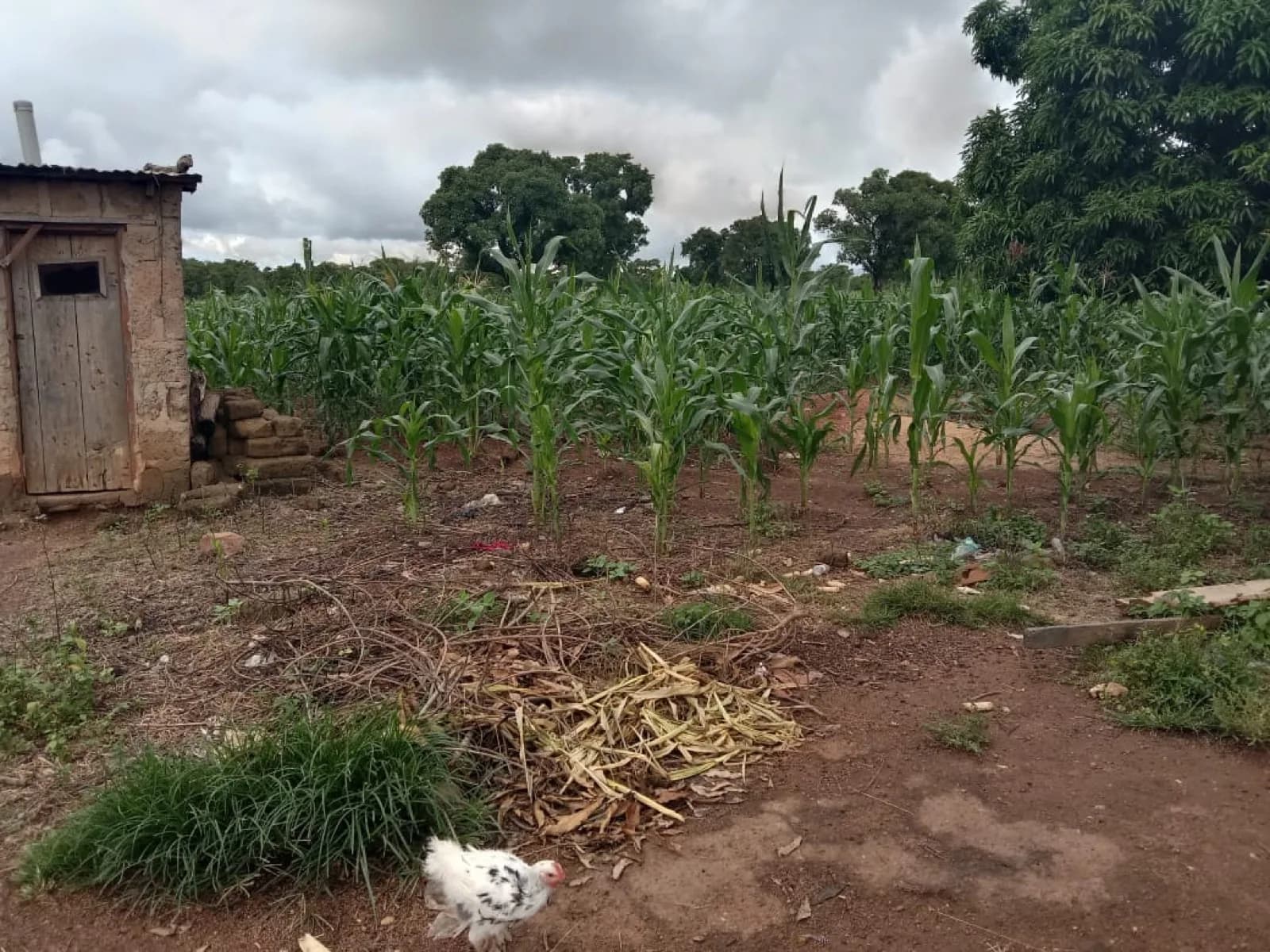 Young maize field beside a smallholder homestead in the Upper West Region